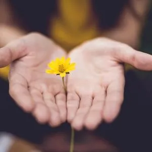 Hands open holding a yellow flower.